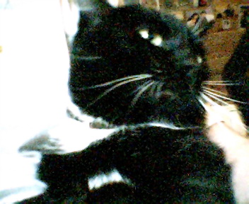 Mon mimou